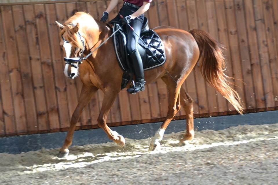 DSP Møgelvangs Ja'dore billede 9