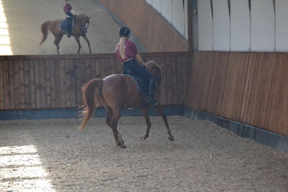 DSP Møgelvangs Ja'dore - Daglige træning  billede 11