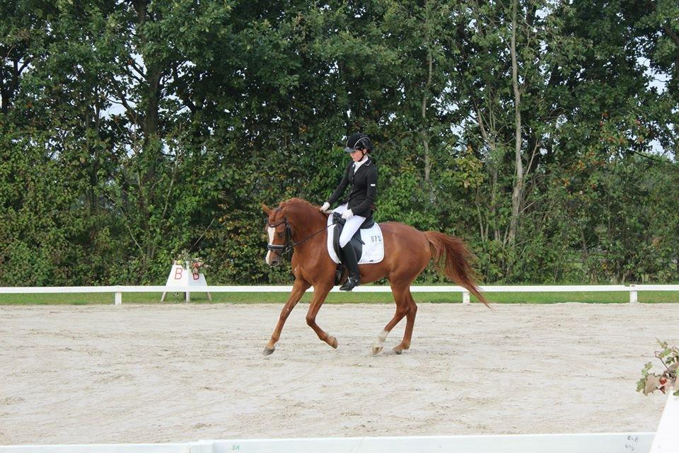 DSP Møgelvangs Ja'dore - Stjerne i Sdr Hygum  billede 18