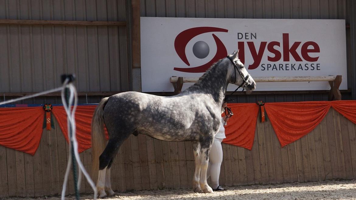 Welsh Partbred (Sec F) Gravens Fairytale (SOLGT) billede 7