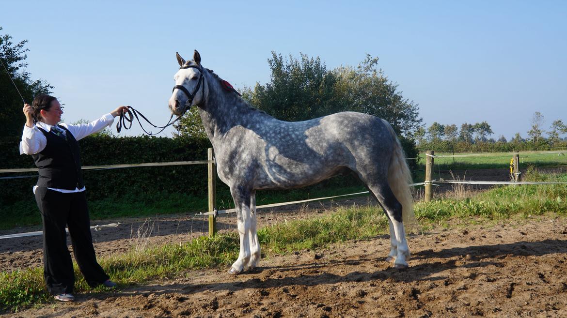 Welsh Partbred (Sec F) Gravens Fairytale (SOLGT) billede 5