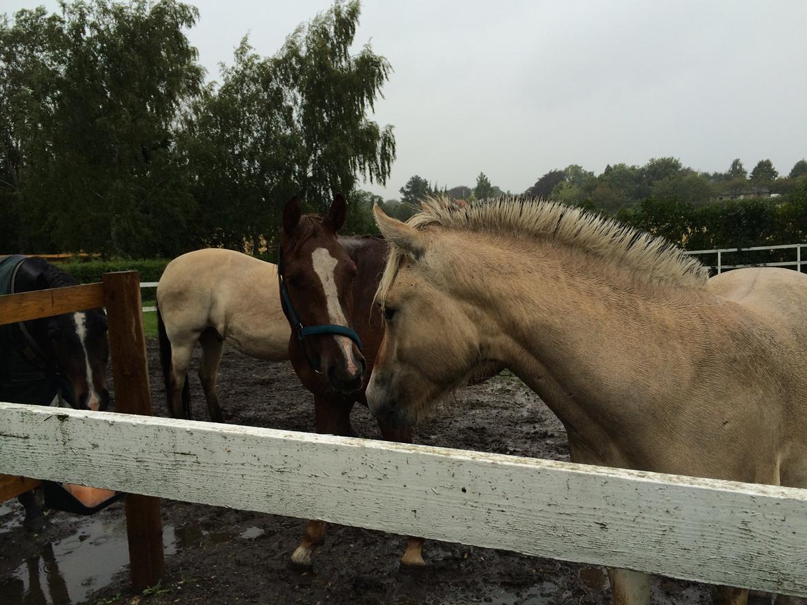 Anden særlig race Lando - Lige ankommet billede 3