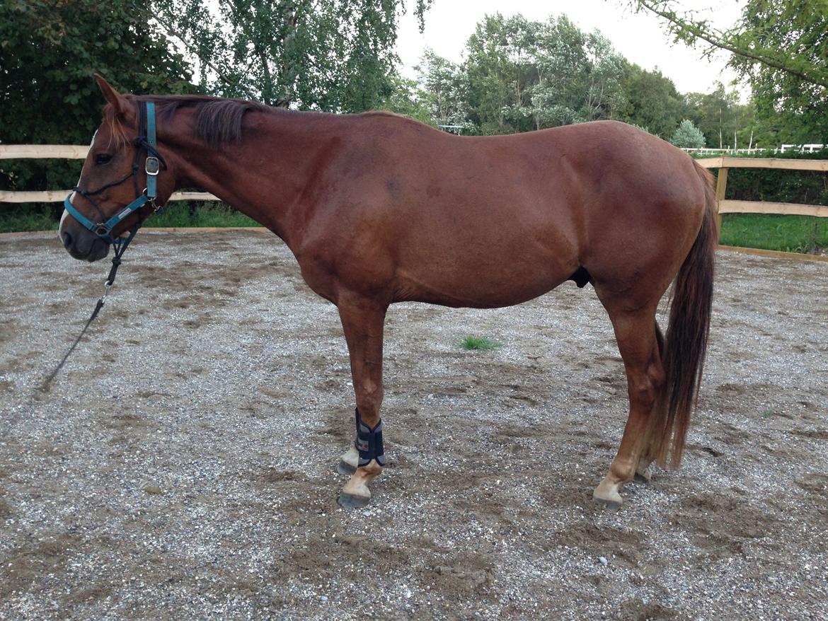 Anden særlig race Lando - 1. gang i longe billede 5