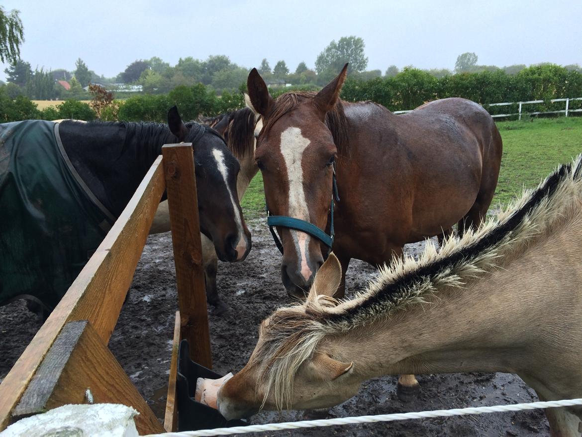 Anden særlig race Lando - Lige ankommet billede 4