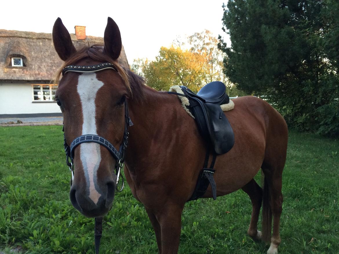 Anden særlig race Lando - 1. gang med trense og sadel billede 7