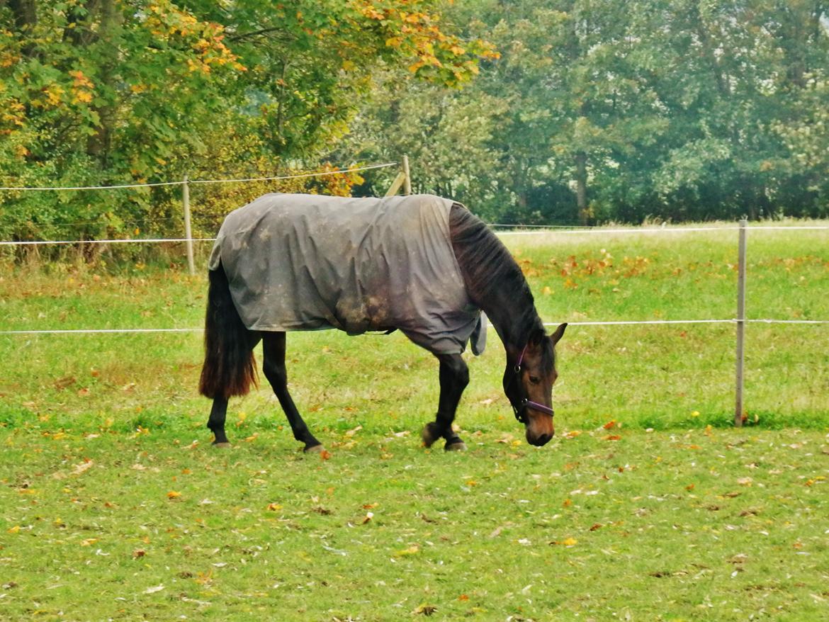 Pura Raza Española Stald Skou Hilda El Bayo, Solgt billede 44