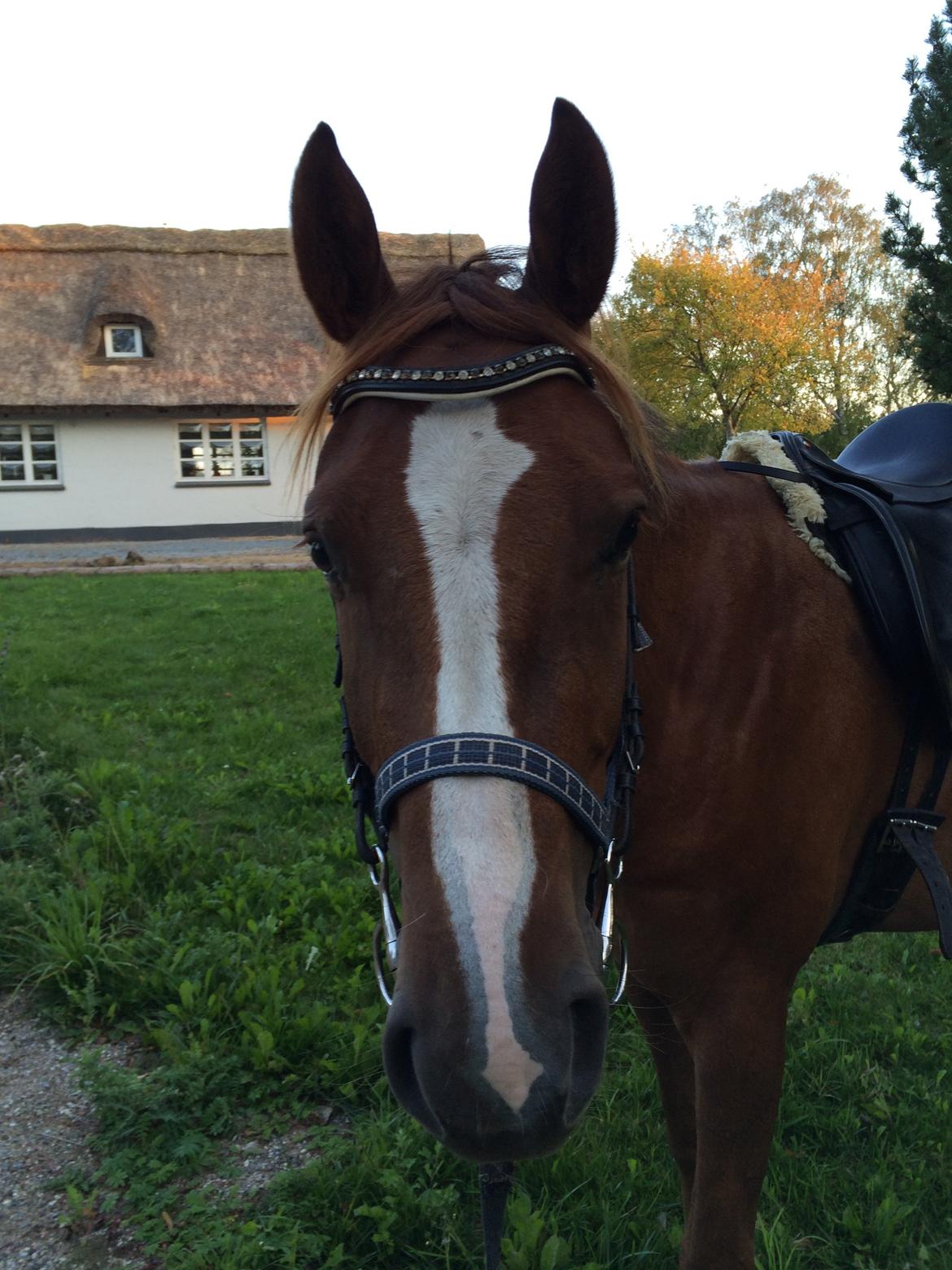 Anden særlig race Lando - 1. gang med trense og sadel billede 8