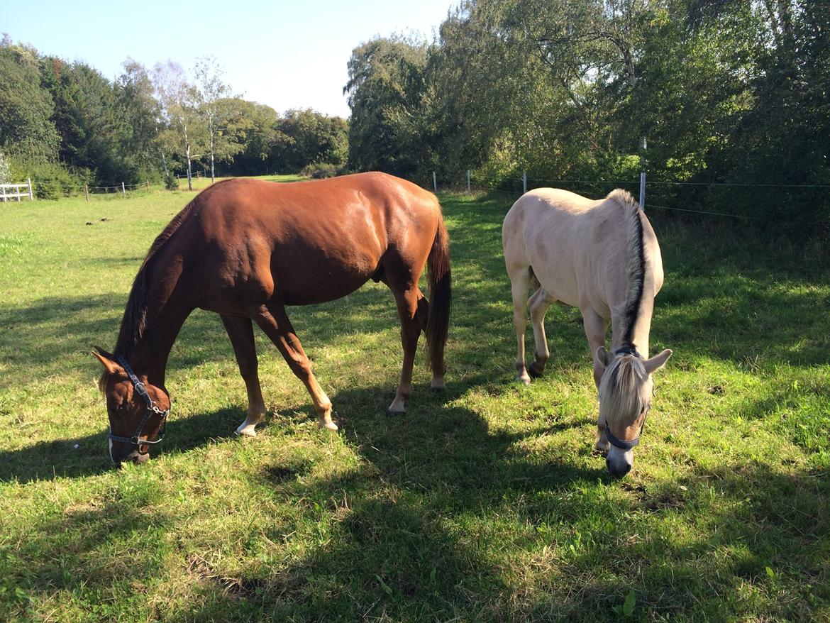 Anden særlig race Lando - sensommer med bedste ven Polo billede 9