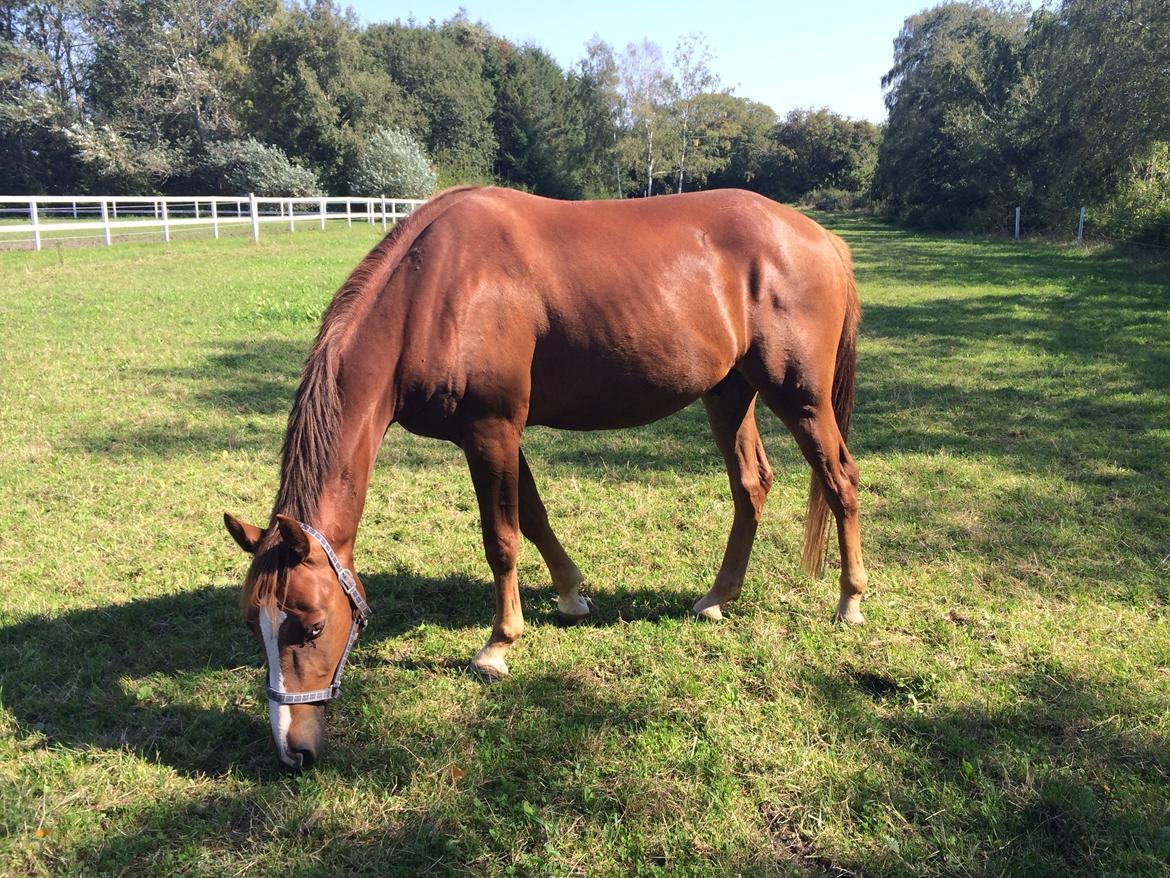 Anden særlig race Lando - Smukke Lando i sensommer solen billede 10