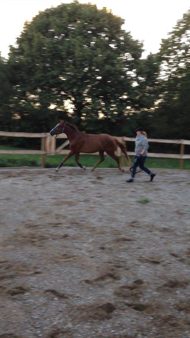 Anden særlig race Lando - 1. gang i longe billede 6