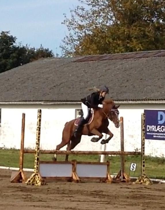 Tysk Sportspony Duchess [Heidi Vinderpony!] Solgt - LA - 1. Plads - Dys har overskud! billede 5