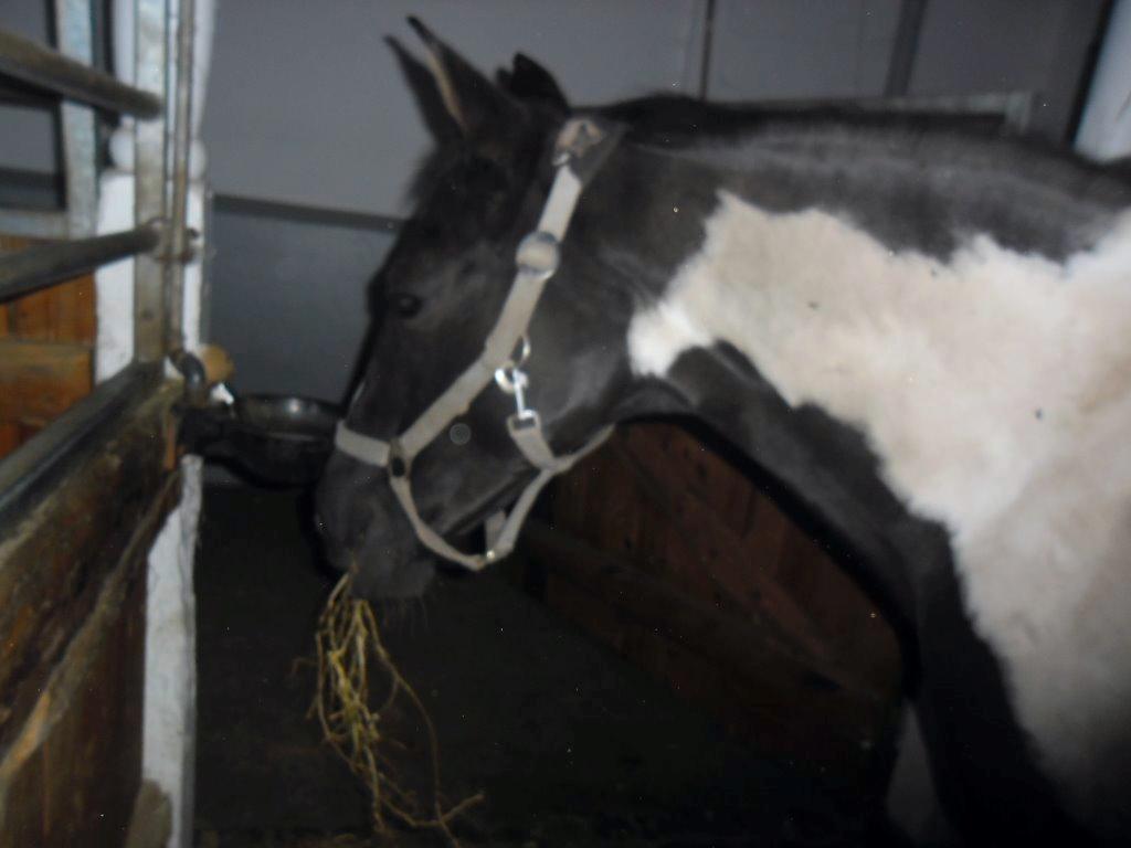 Anden særlig race Fie billede 6