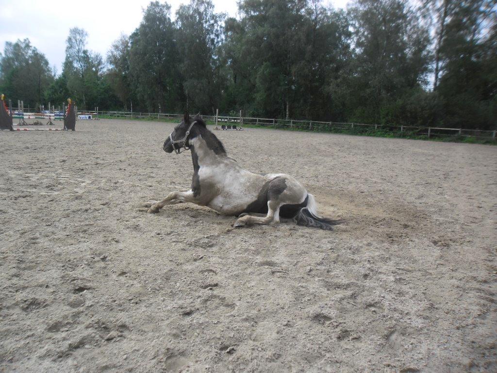 Anden særlig race Fie billede 2