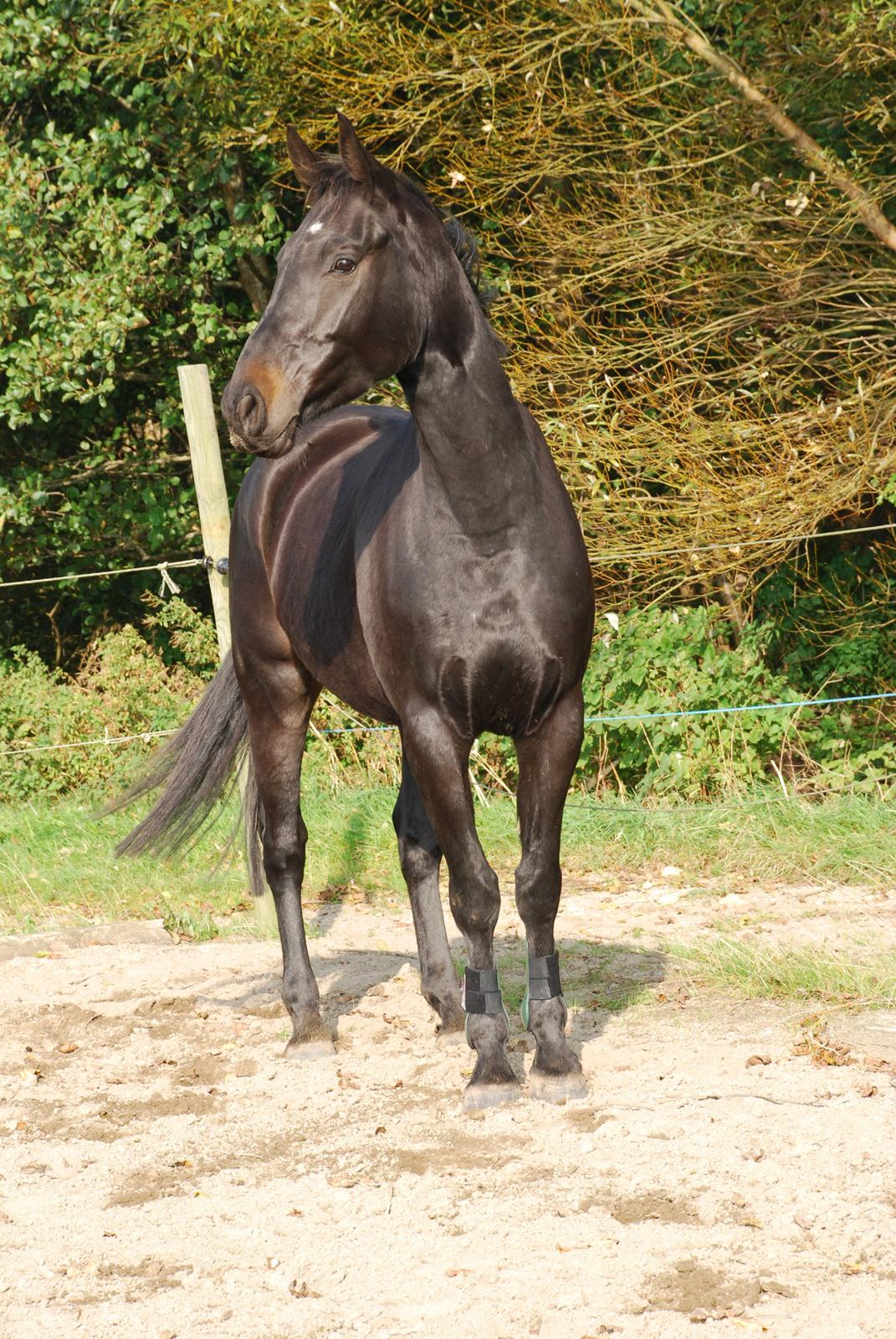 Oldenborg Oldenborggårdens Karivo billede 1