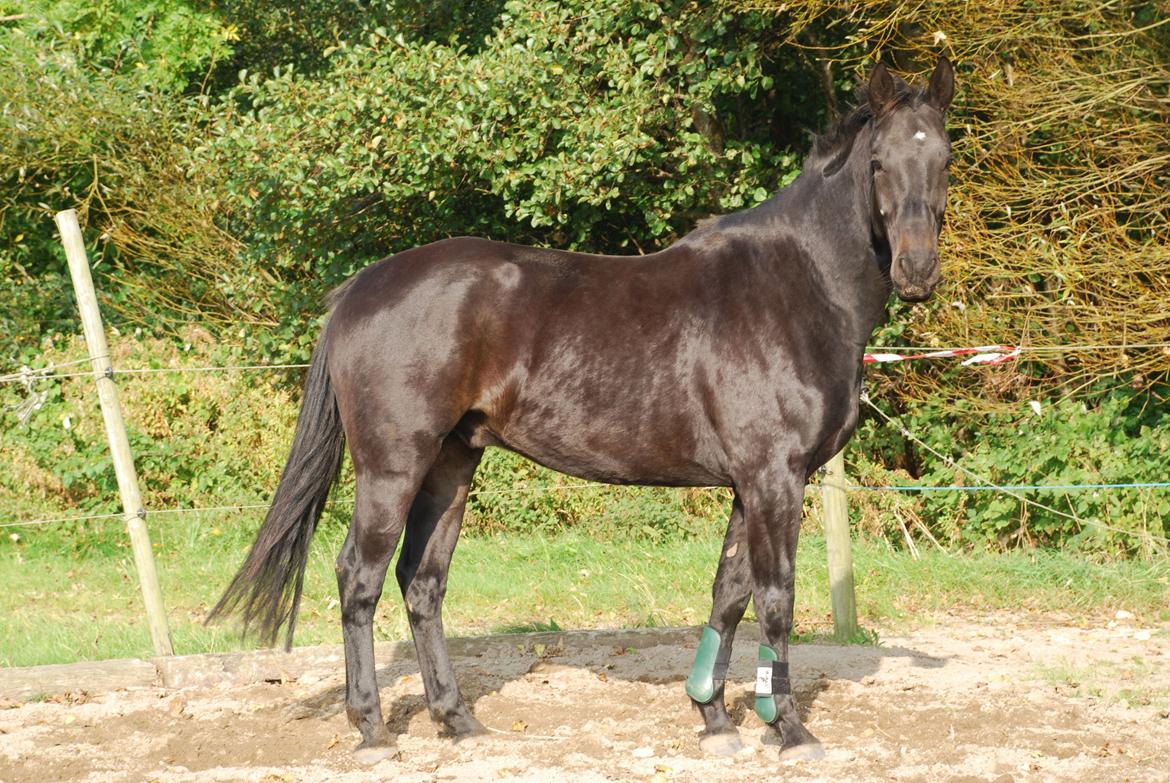 Oldenborg Oldenborggårdens Karivo billede 14