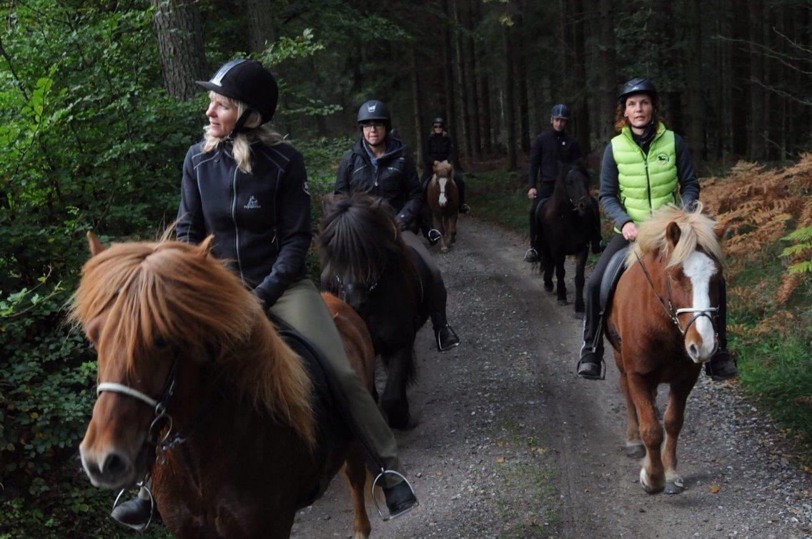 Islænder Stökull fra Studsgaard (Solgt) billede 15