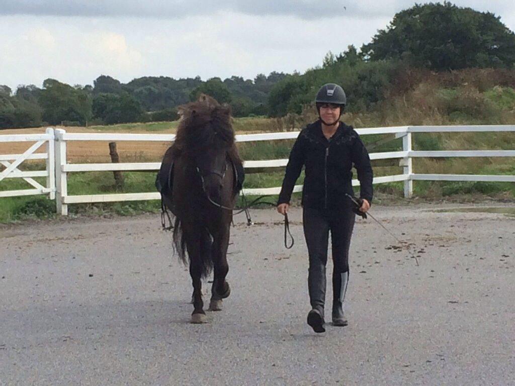 Islænder Stökull fra Studsgaard (Solgt) billede 16
