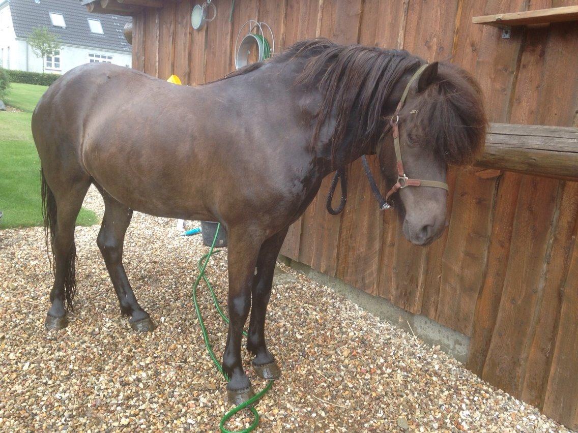 Islænder Stökull fra Studsgaard (Solgt) billede 18