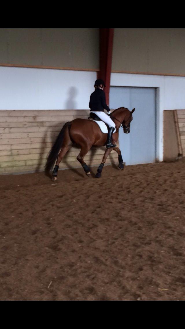 DSP Tofts Gambler billede 4