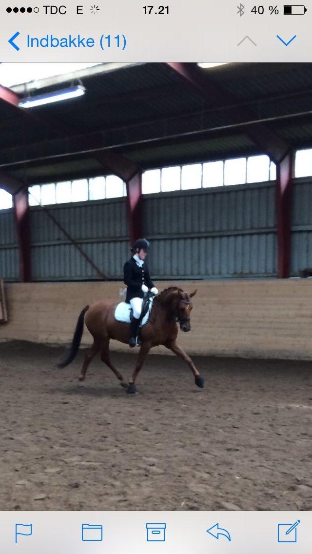 DSP Tofts Gambler billede 9