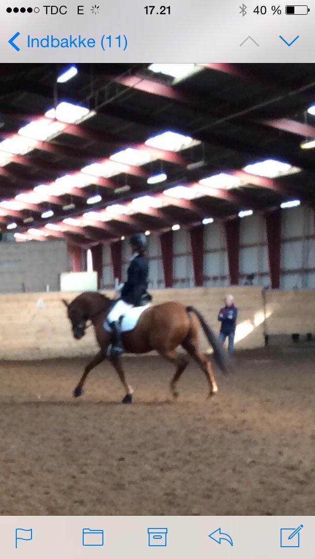 DSP Tofts Gambler billede 10