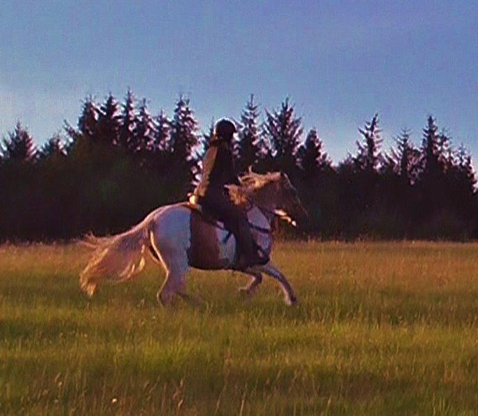 Irish Cob Crossbreed Ryttergaarden's Jiya (tidl. Tøsen) - 5. galop!  billede 16