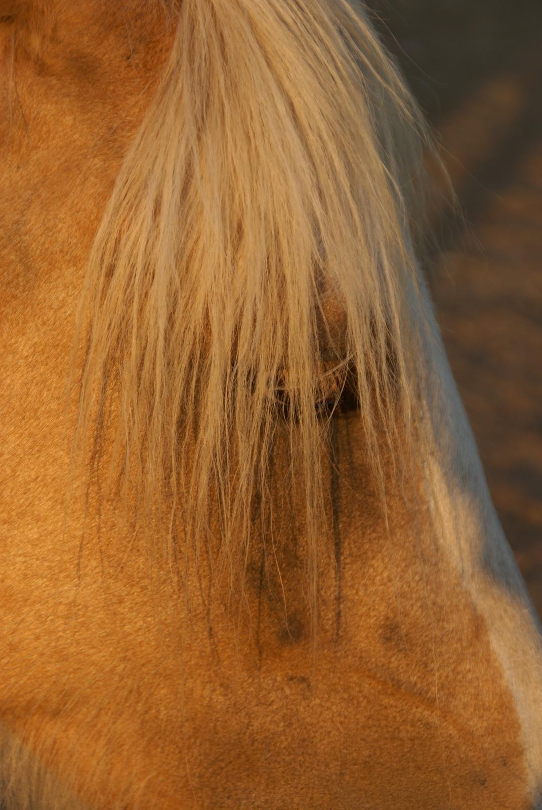 Irish Cob Crossbreed Ryttergaarden's Jiya (tidl. Tøsen) billede 19