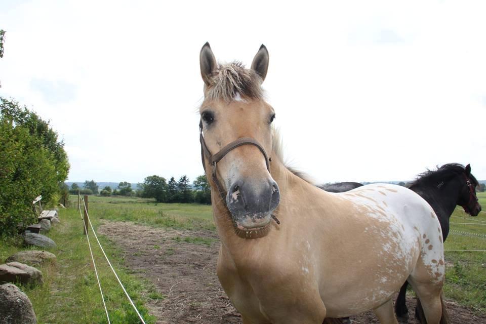 Anden særlig race Duncans Indistar billede 2