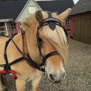 Fjordhest Tronkærs Pegasus billede 7