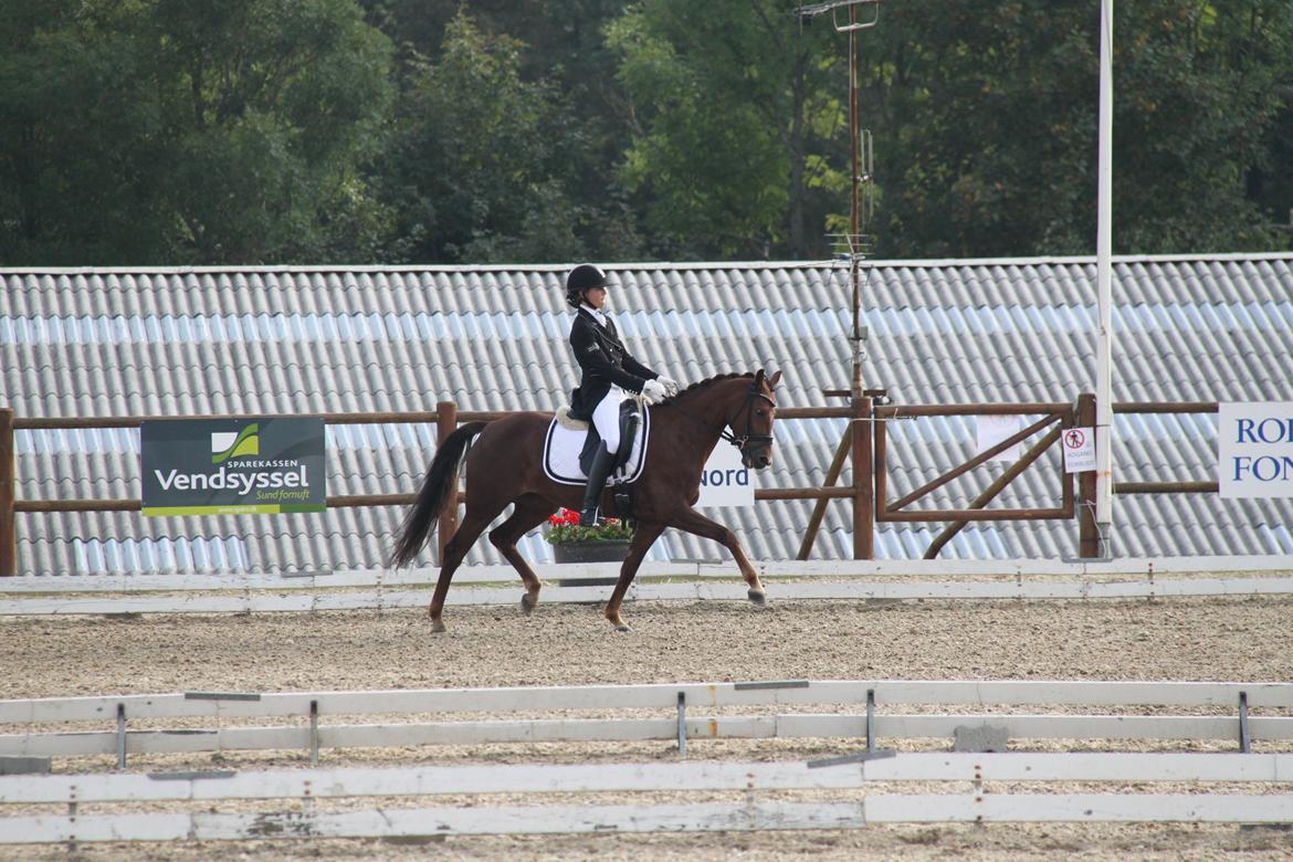 Tysk Sportspony Cascadura B-pony - Cassi og jeg til DM hold. Her rider vi Pri til 68,?% <3 billede 3