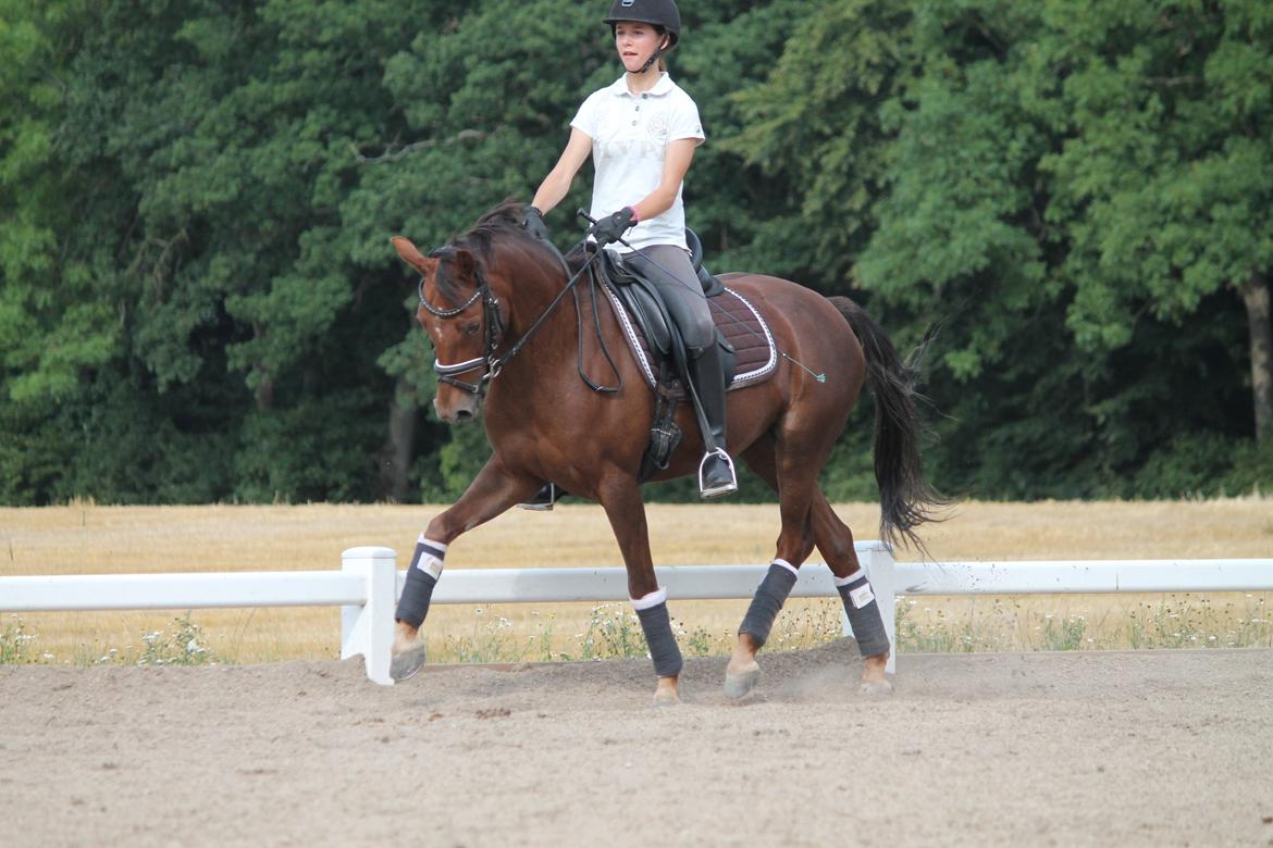 Tysk Sportspony Cascadura B-pony billede 2