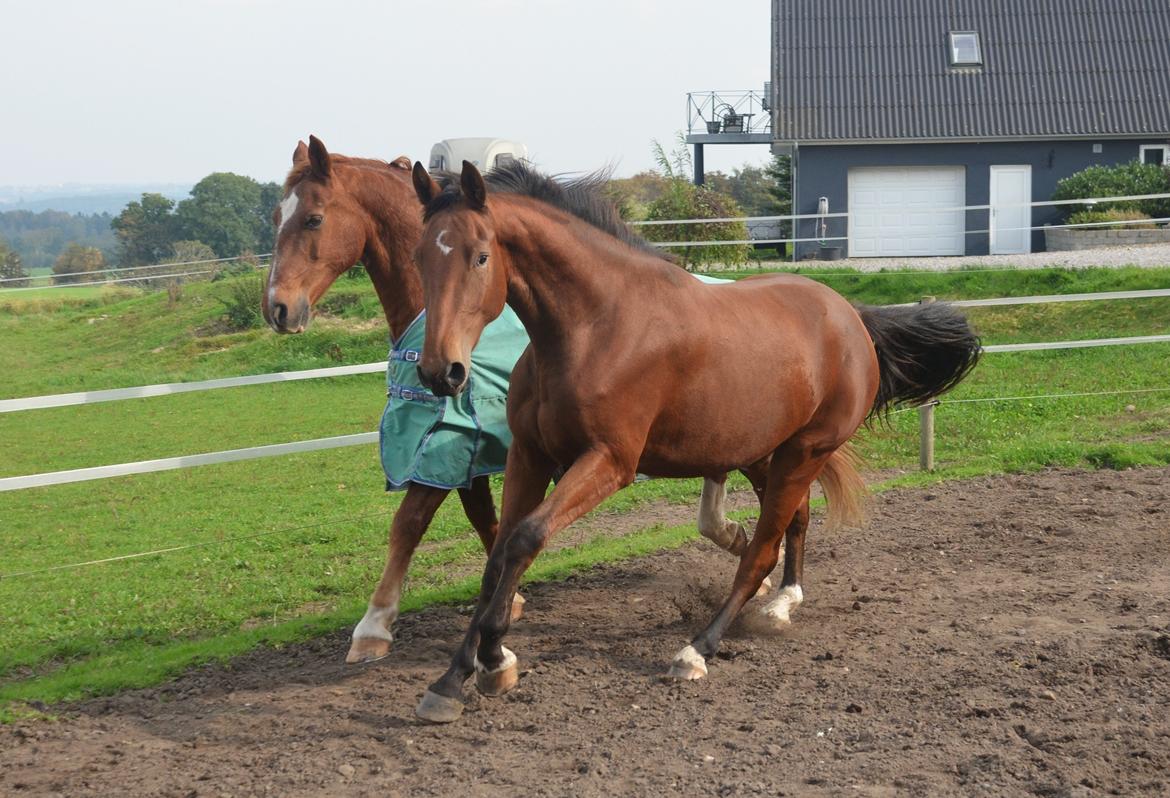 Oldenborg sønendervangs Dineco - d. 5 oktober 2014 billede 13