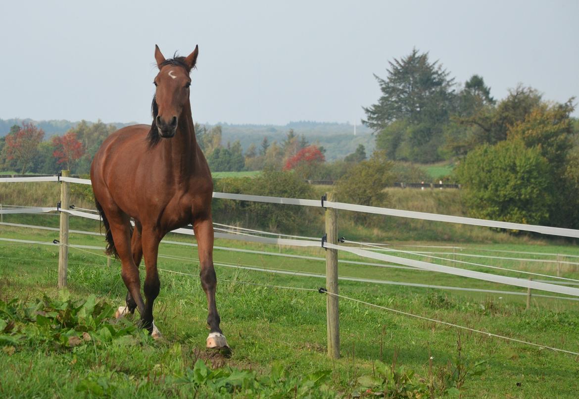 Oldenborg sønendervangs Dineco - d. 5 oktober 2014 billede 8