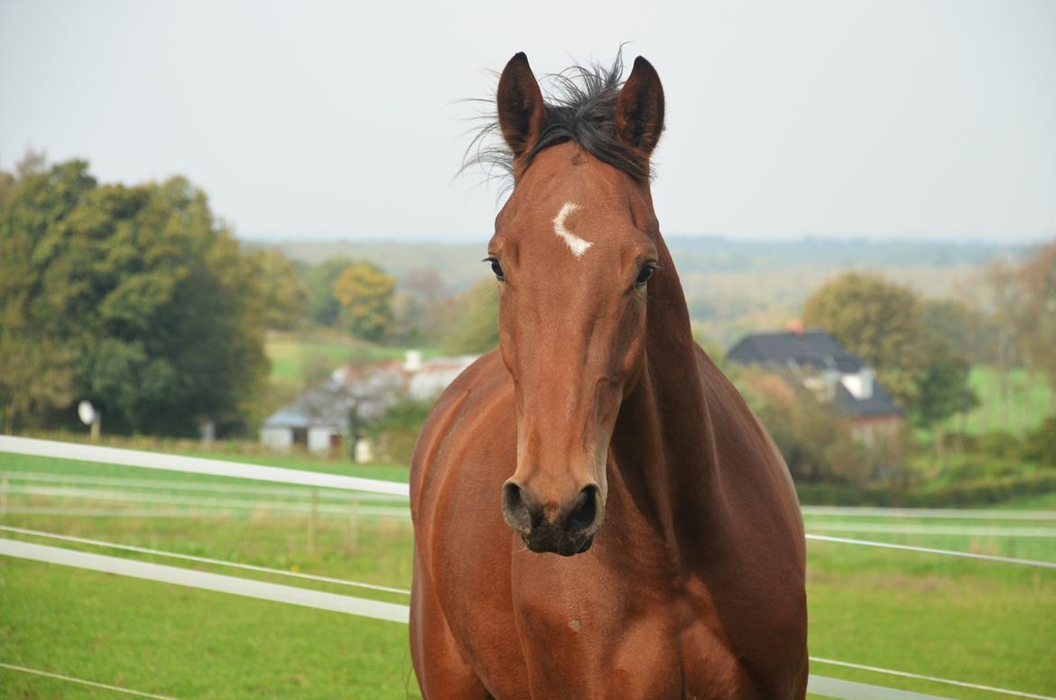 Oldenborg sønendervangs Dineco - d. 5 oktober 2014 billede 2