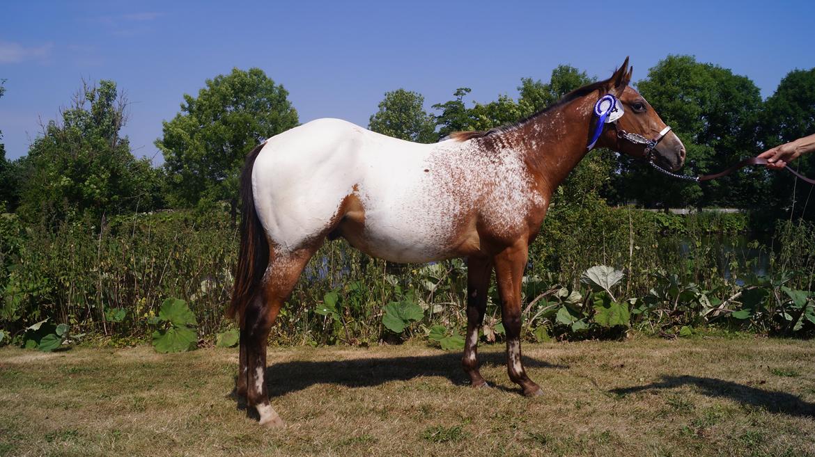 Appaloosa Such A Snowy Spring billede 4