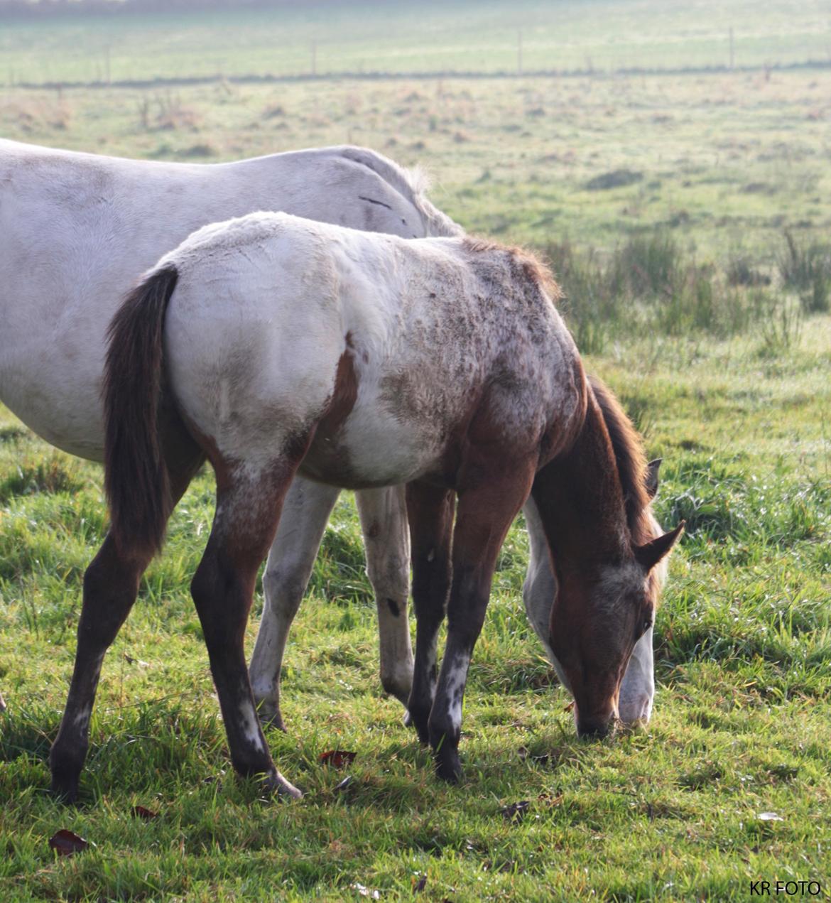 Appaloosa Such A Snowy Spring billede 6