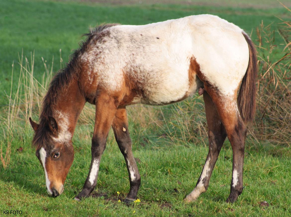 Appaloosa Such A Snowy Spring billede 7