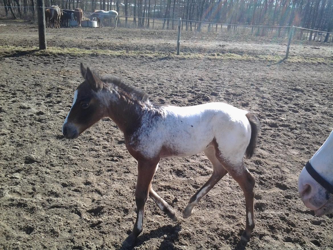 Appaloosa Such A Snowy Spring billede 8