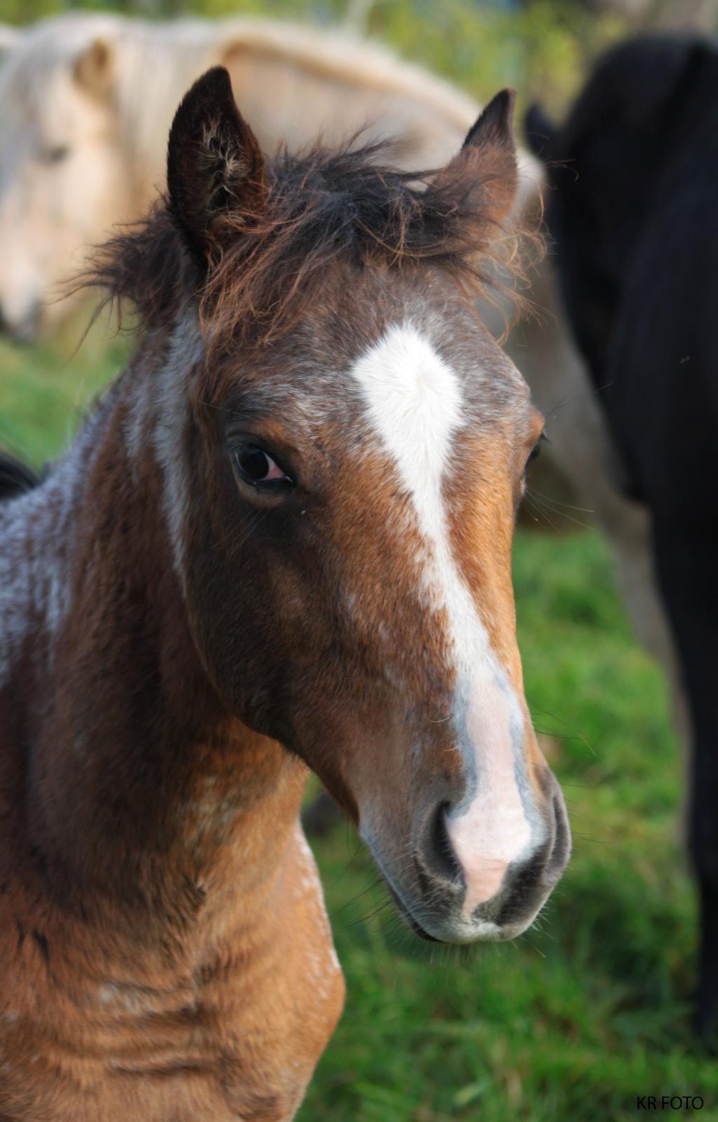 Appaloosa Such A Snowy Spring billede 5