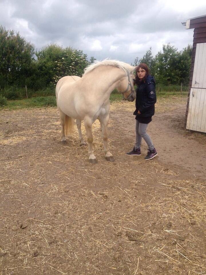 Fjordhest Hjarl billede 7