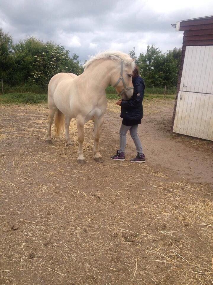 Fjordhest Hjarl billede 6