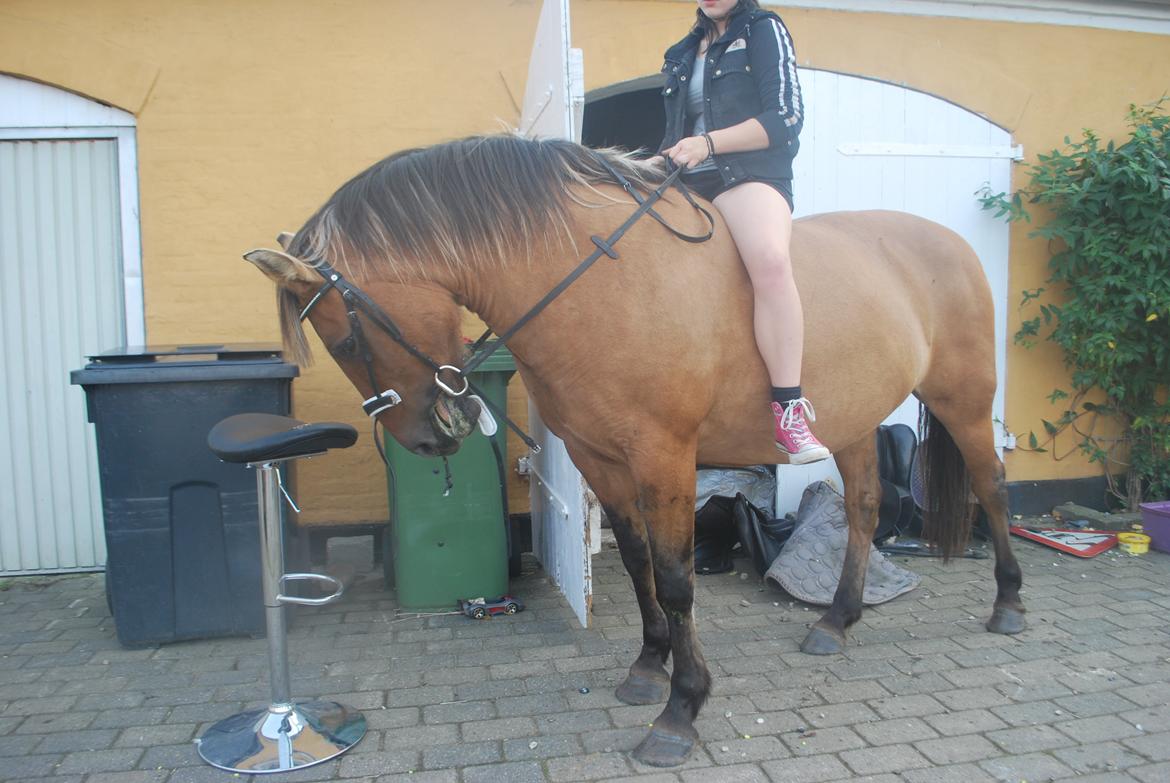 Anden særlig race Tøsen<3 billede 9