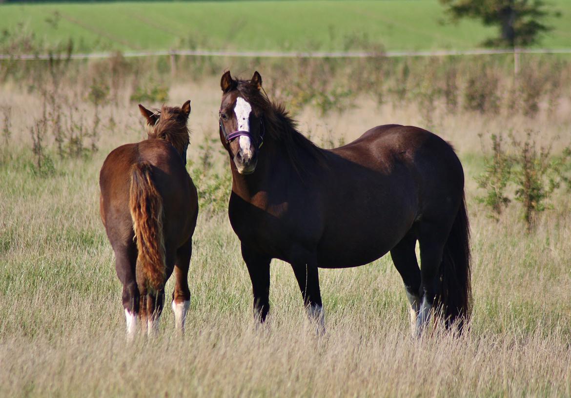 Welsh Pony af Cob-type (sec C) Maesllwch Lilibet - 5 Oktober billede 16