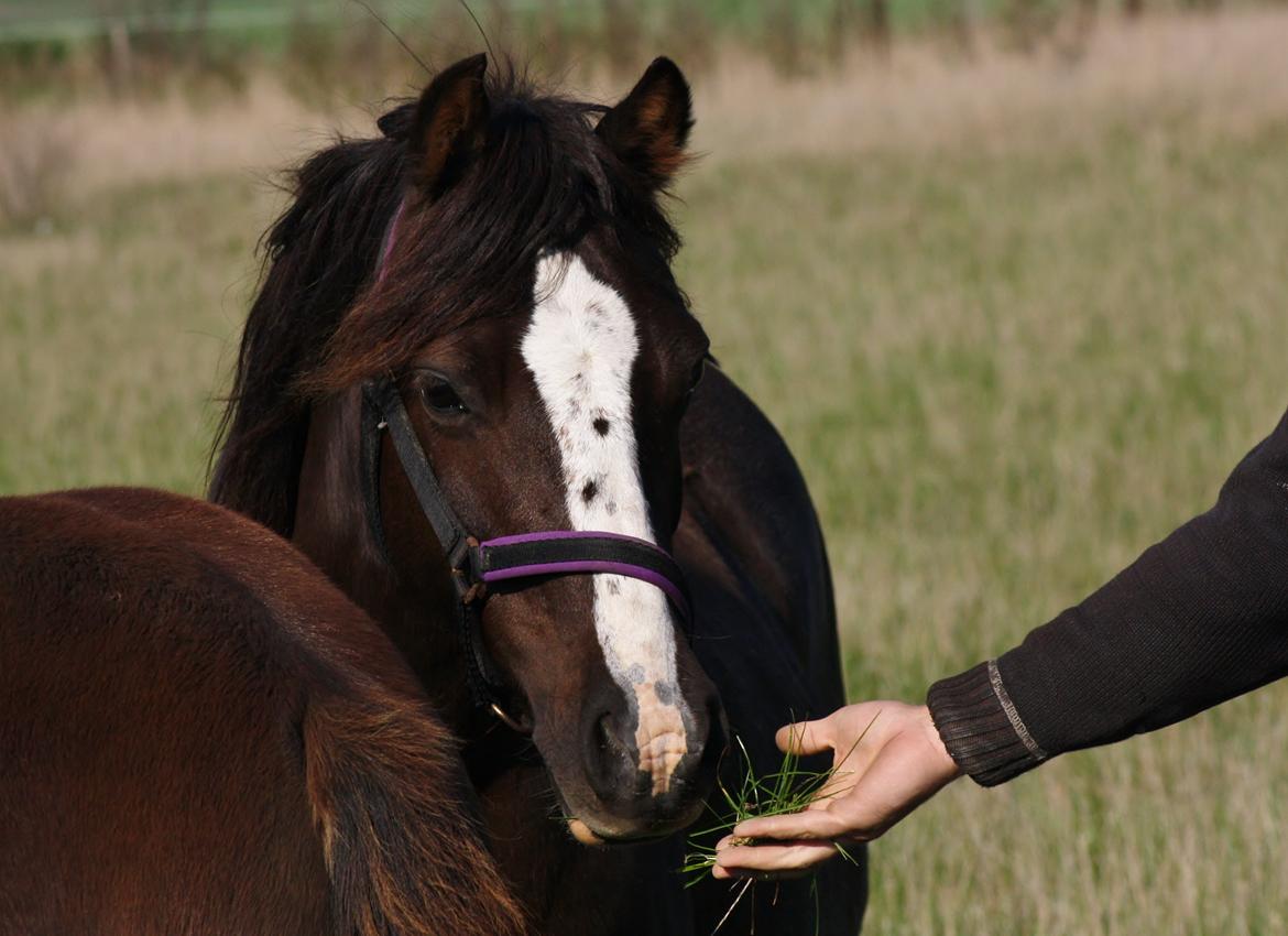 Welsh Pony af Cob-type (sec C) Maesllwch Lilibet - 5 Oktober billede 21