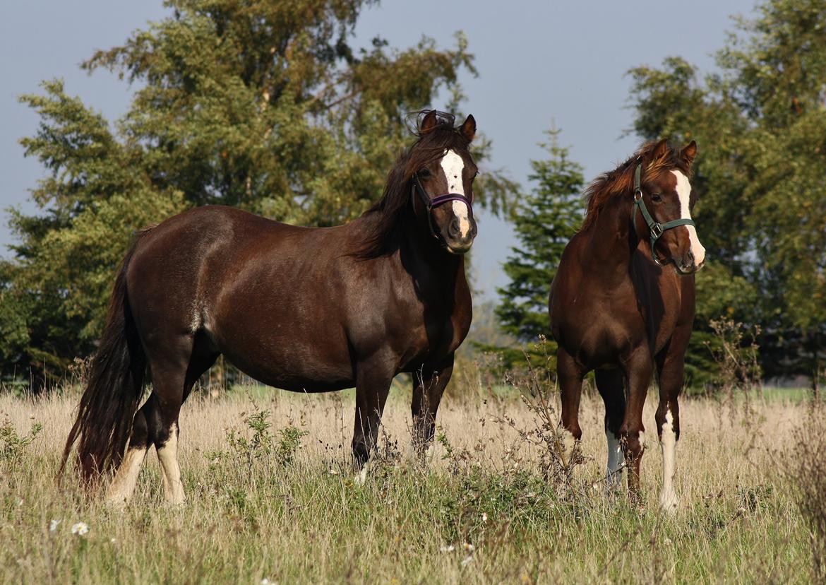 Welsh Pony af Cob-type (sec C) Maesllwch Lilibet - 5 Oktober. Lilibet og hendes føl fra i år billede 22