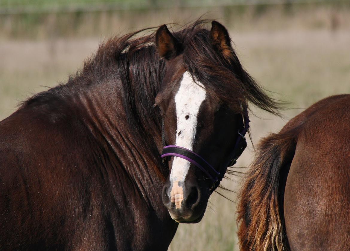 Welsh Pony af Cob-type (sec C) Maesllwch Lilibet - 5 Oktober billede 24