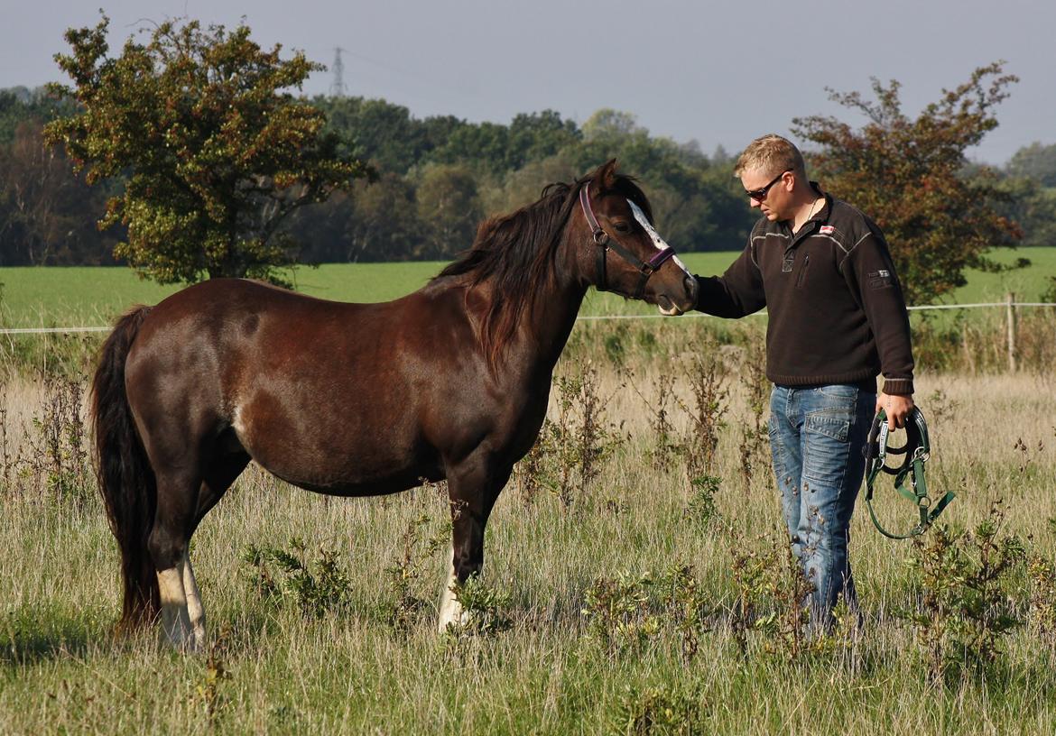 Welsh Pony af Cob-type (sec C) Maesllwch Lilibet - 5 Oktober billede 25