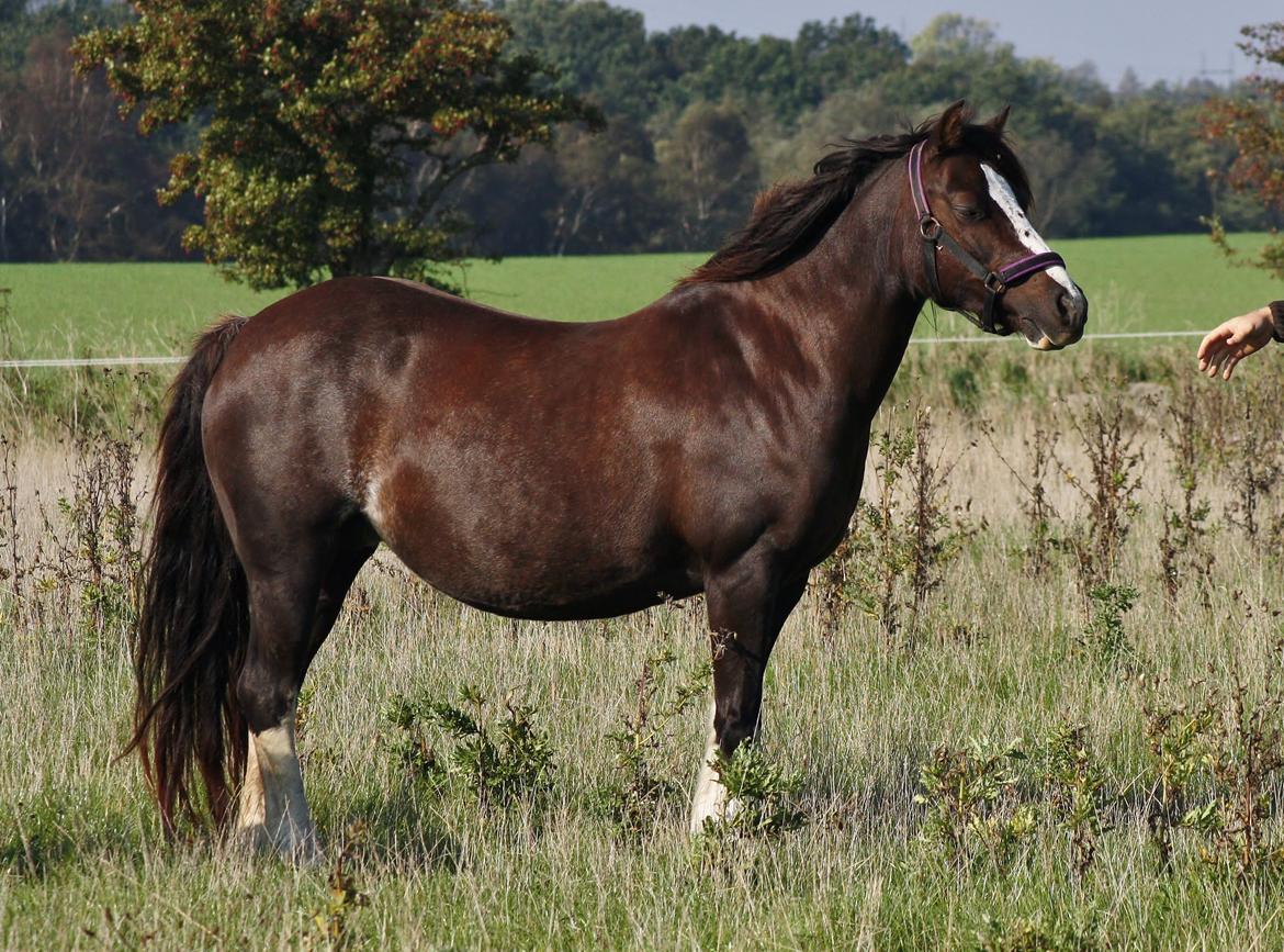 Welsh Pony af Cob-type (sec C) Maesllwch Lilibet - 5 Oktober billede 26