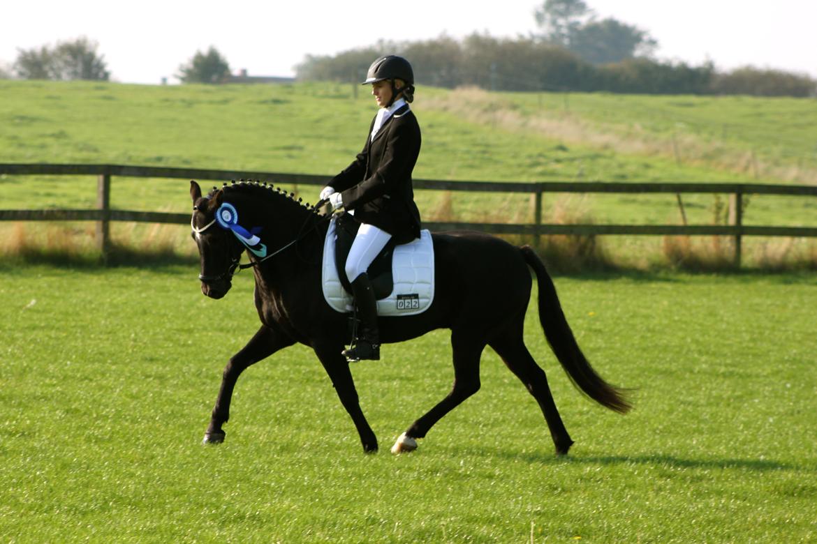 New Forest Skovlundegårds Quality SOLGT billede 5