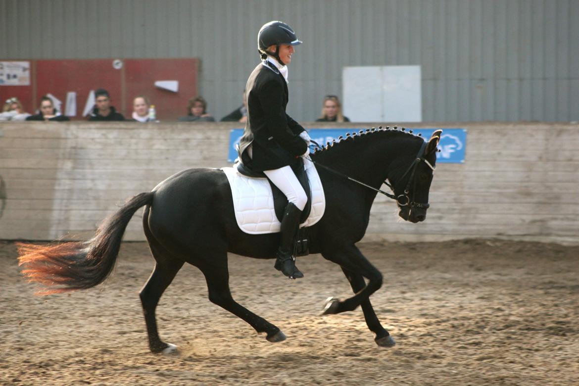 New Forest Skovlundegårds Quality SOLGT billede 7